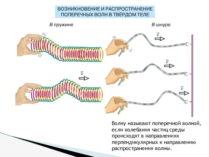 Волну называют поперечной волной, если колебания частиц среды происходят в направлениях перпендикулярных к направлению распространения волны.