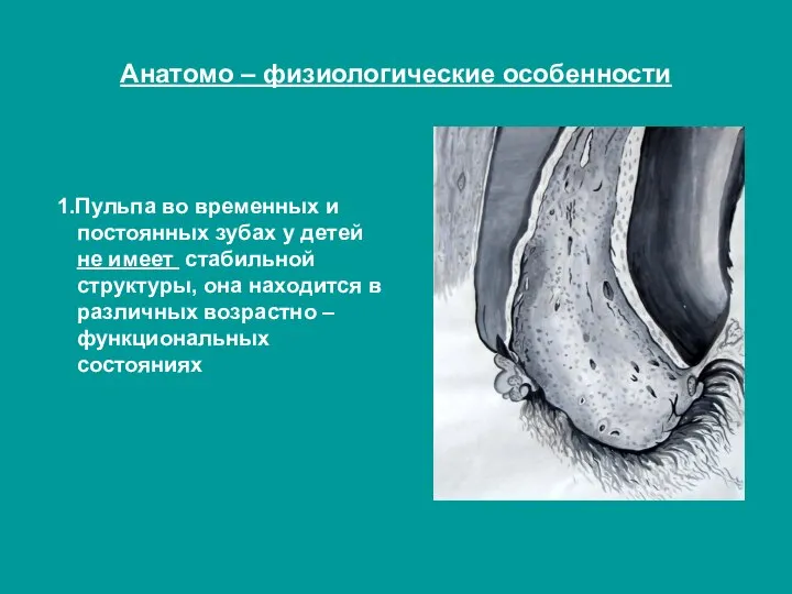 Анатомо – физиологические особенности 1.Пульпа во временных и постоянных зубах у