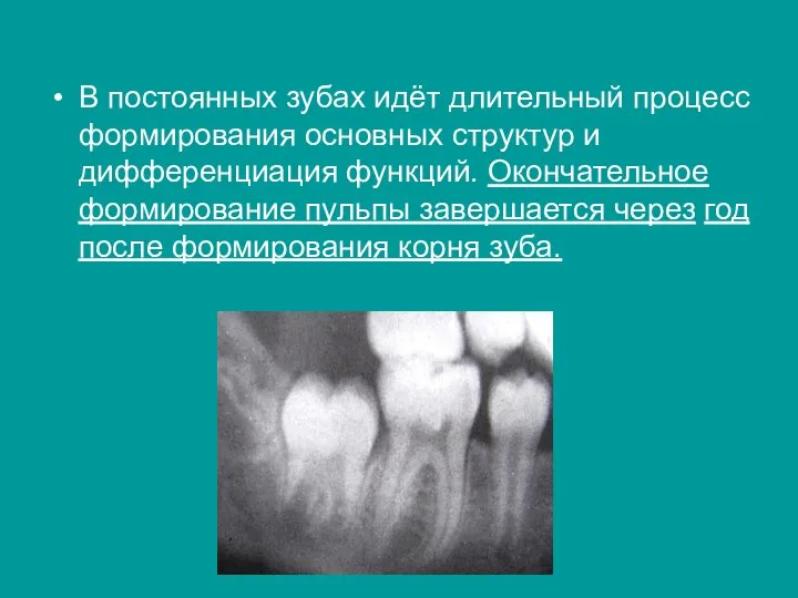 В постоянных зубах идёт длительный процесс формирования основных структур и дифференциация