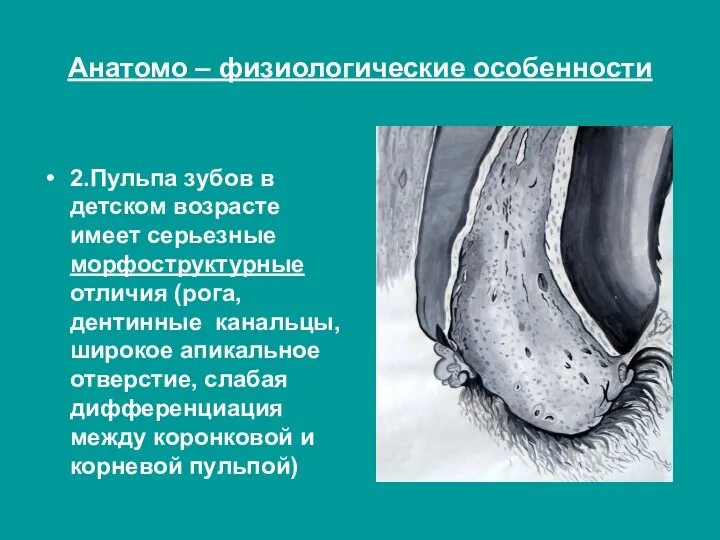 Анатомо – физиологические особенности 2.Пульпа зубов в детском возрасте имеет серьезные