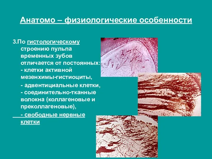 Анатомо – физиологические особенности 3.По гистологическому строению пульпа временных зубов отличается