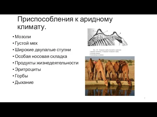 Приспособления к аридному климату. Мозоли Густой мех Широкие двупалые ступни Особая