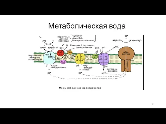 Метаболическая вода