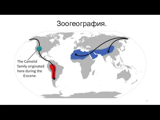 Зоогеография.