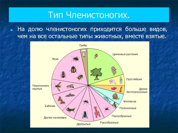 Тип Членистоногих. На долю членистоногих приходится больше видов, чем на все остальные типы животных, вместе взятые.