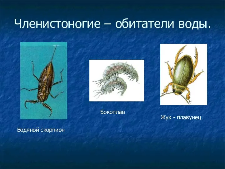 Членистоногие – обитатели воды. Водяной скорпион Жук - плавунец Бокоплав
