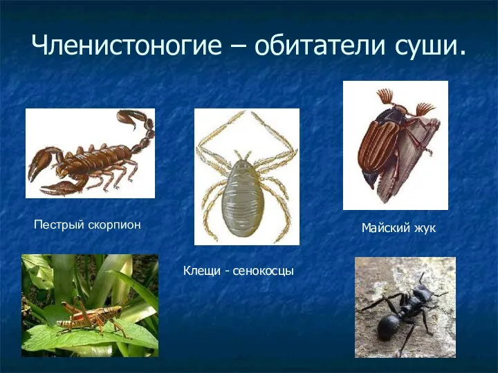 Членистоногие – обитатели суши. Пестрый скорпион Клещи - сенокосцы Майский жук