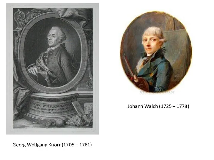 Georg Wolfgang Knorr (1705 – 1761) Johann Walch (1725 – 1778)