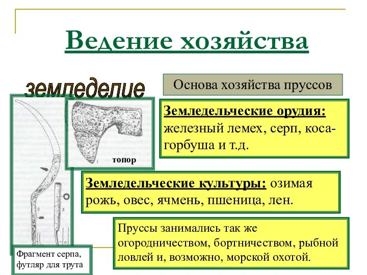 Ведение хозяйства земледелие Основа хозяйства пруссов Земледельческие орудия: железный лемех, серп,