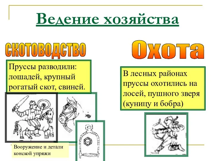 Ведение хозяйства скотоводство Пруссы разводили: лошадей, крупный рогатый скот, свиней. Охота