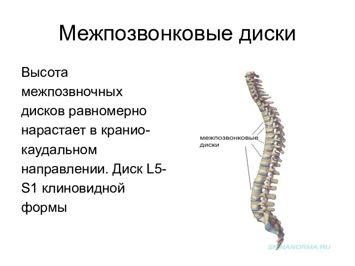 Межпозвонковые диски Высота межпозвночных дисков равномерно нарастает в кранио- каудальном направлении. Диск L5- S1 клиновидной формы