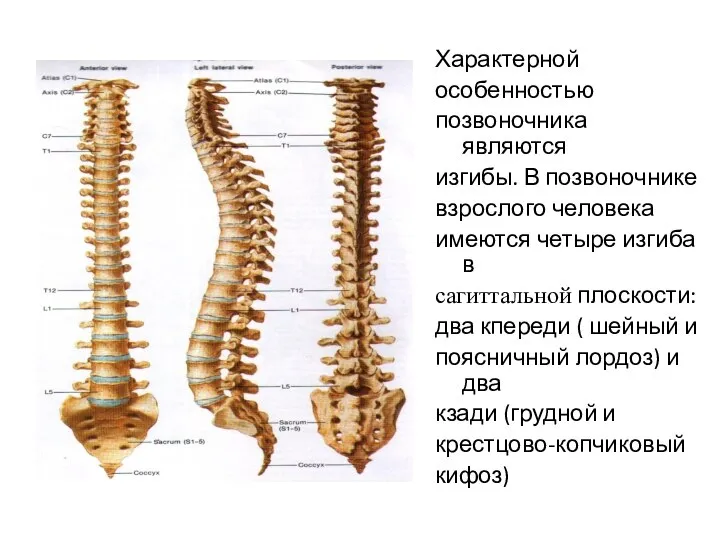 Характерной особенностью позвоночника являются изгибы. В позвоночнике взрослого человека имеются четыре