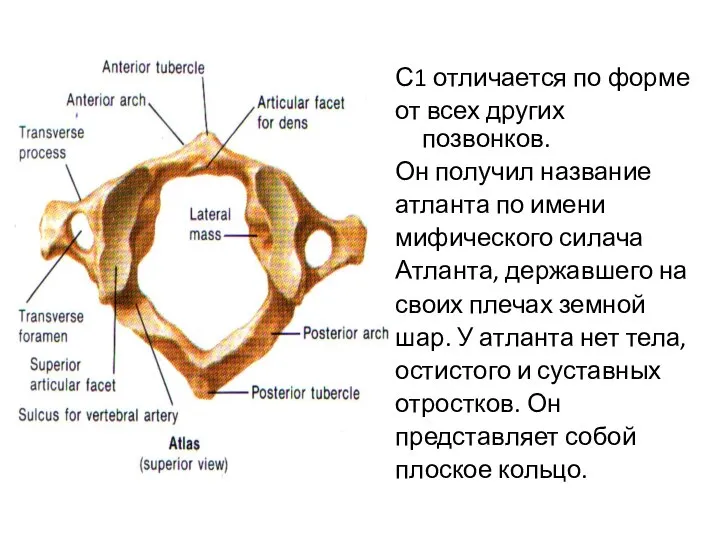 С1 отличается по форме от всех других позвонков. Он получил название