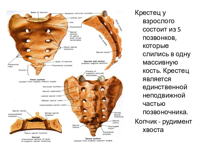 Крестец у взрослого состоит из 5 позвонков, которые слились в одну