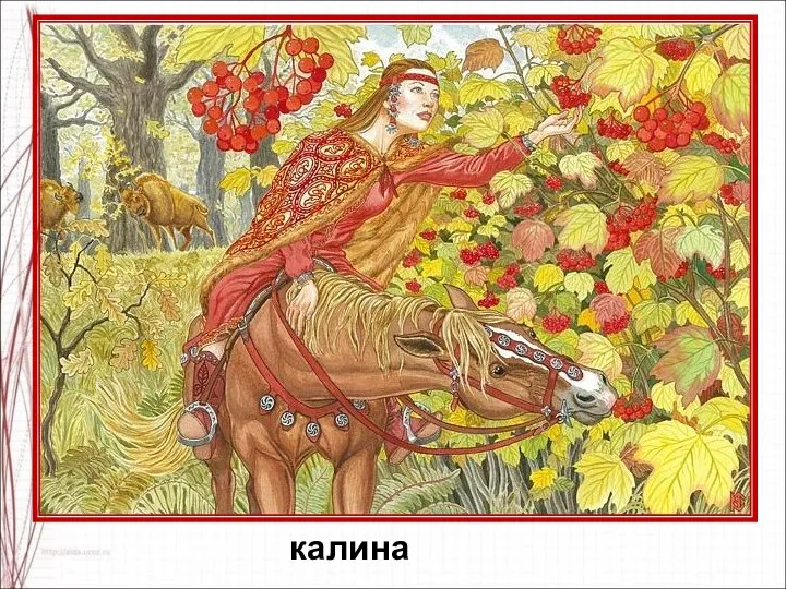 калина