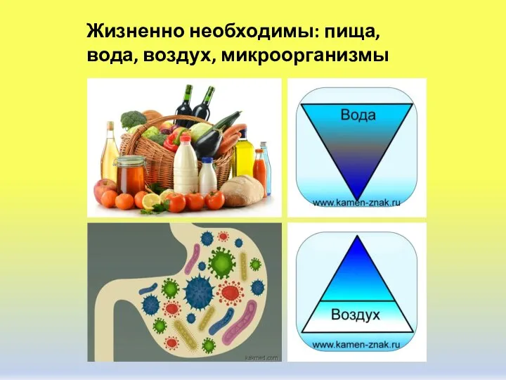 Жизненно необходимы: пища, вода, воздух, микроорганизмы