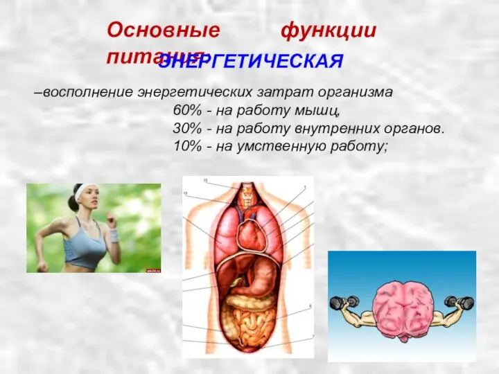 –восполнение энергетических затрат организма 60% - на работу мышц, 30% -