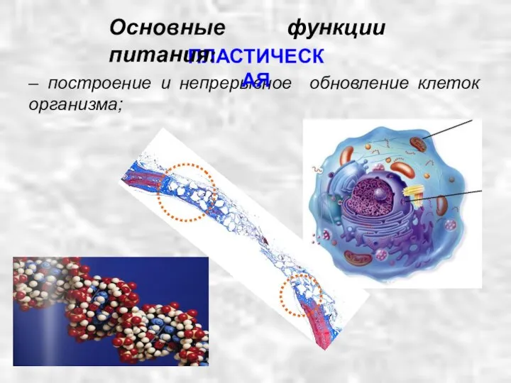 – построение и непрерывное обновление клеток организма; ПЛАСТИЧЕСКАЯ Основные функции питания: