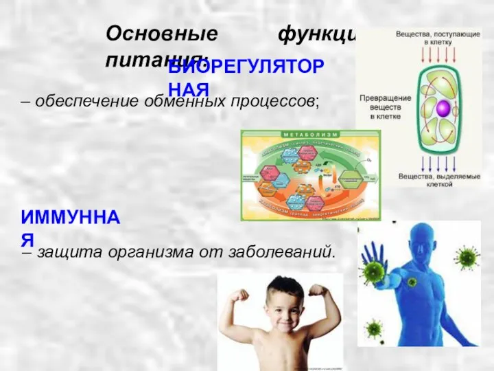 – защита организма от заболеваний. Основные функции питания: БИОРЕГУЛЯТОРНАЯ – обеспечение обменных процессов; ИММУННАЯ