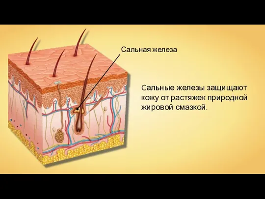 Сальная железа Cальные железы защищают кожу от растяжек природной жировой смазкой.