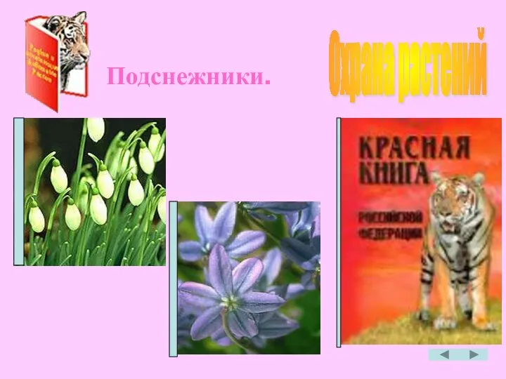 Охрана растений Подснежники.