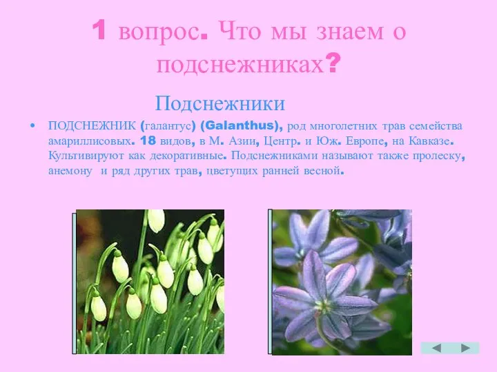 1 вопрос. Что мы знаем о подснежниках? Подснежники ПОДСНЕЖНИК (галантус) (Galanthus),