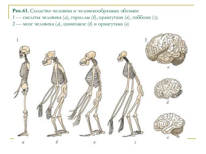 Рис.61. Сходство человека и человекообразных обезьян: 1 — скелеты человека (а),