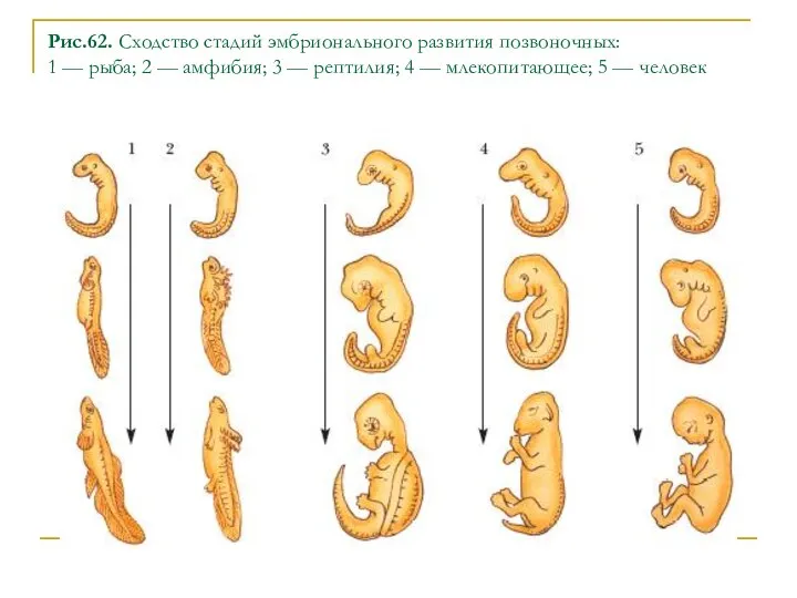 Рис.62. Сходство стадий эмбрионального развития позвоночных: 1 — рыба; 2 —