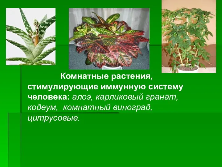 Комнатные растения, стимулирующие иммунную систему человека: алоэ, карликовый гранат, кодеум, комнатный виноград, цитрусовые.