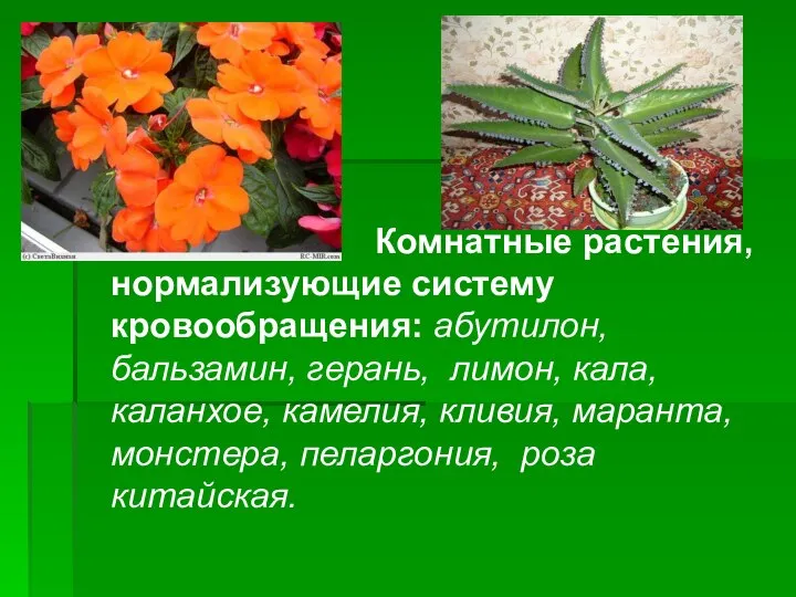 Комнатные растения, нормализующие систему кровообращения: абутилон, бальзамин, герань, лимон, кала, каланхое,