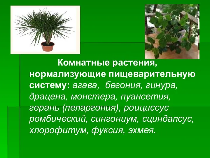 Комнатные растения, нормализующие пищеварительную систему: агава, бегония, гинура, драцена, монстера, пуансетия,