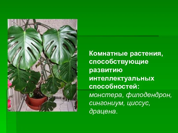 Комнатные растения, способствующие развитию интеллектуальных способностей: монстера, филодендрон, сингониум, циссус, драцена.