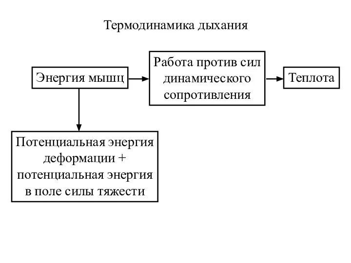 Термодинамика дыхания Энергия мышц Работа против сил динамического сопротивления Теплота Потенциальная