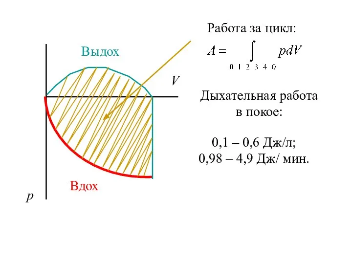 V р Вдох Выдох Работа за цикл: Дыхательная работа в покое: