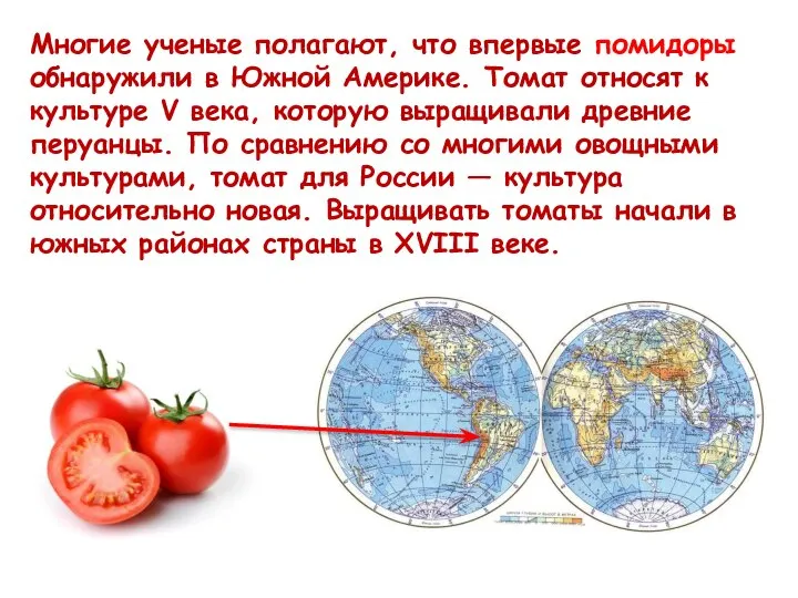 Многие ученые полагают, что впервые помидоры обнаружили в Южной Америке. Томат