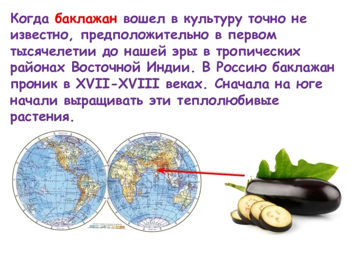 Когда баклажан вошел в культуру точно не известно, предположительно в первом