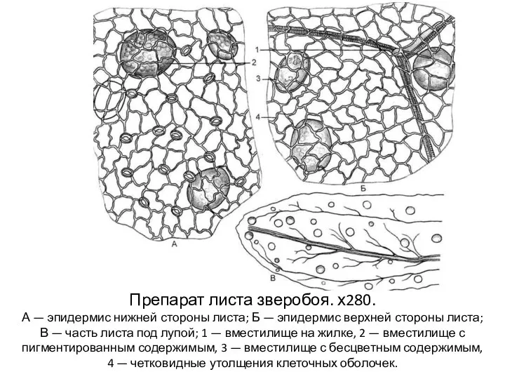 Препарат листа зверобоя. х280. А — эпидермис нижней стороны листа; Б