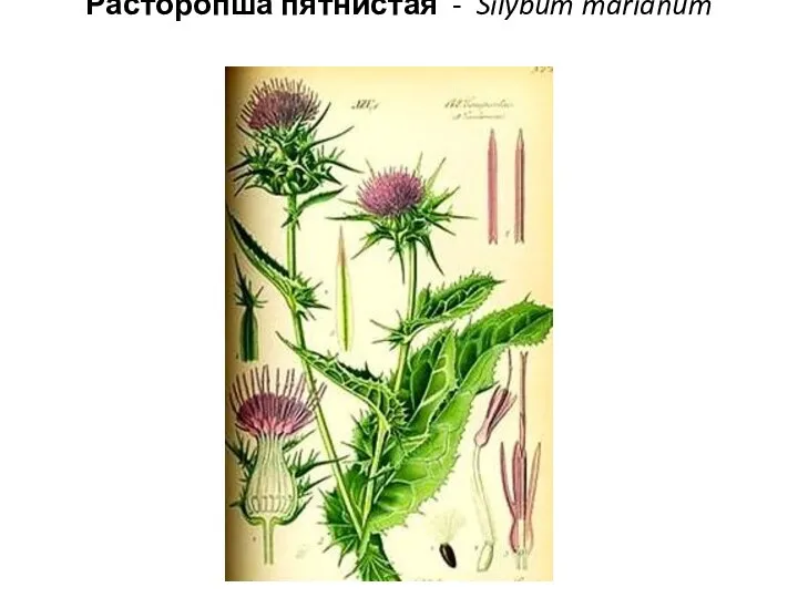 Расторопша пятнистая - Silybum marianum