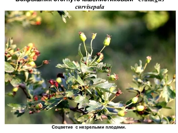 Боярышник отогнуточашелистиковый - Crataegus curvisepala Соцветие с незрелыми плодами.