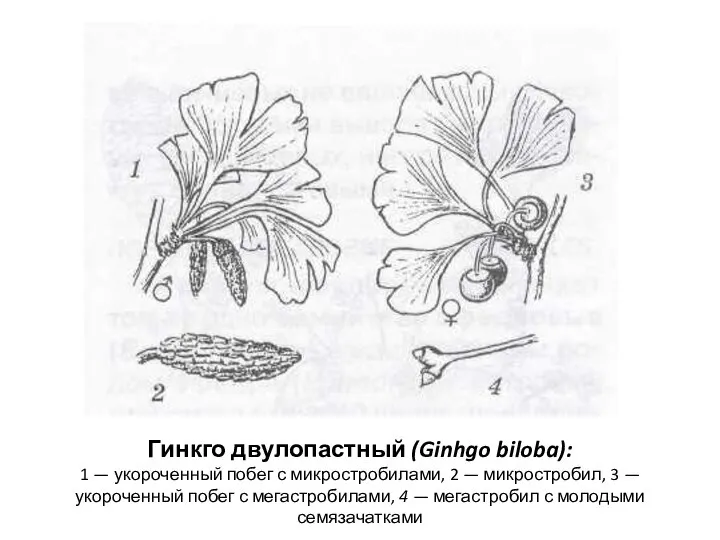 Гинкго двулопастный (Ginhgo biloba): 1 — укороченный побег с микростробилами, 2