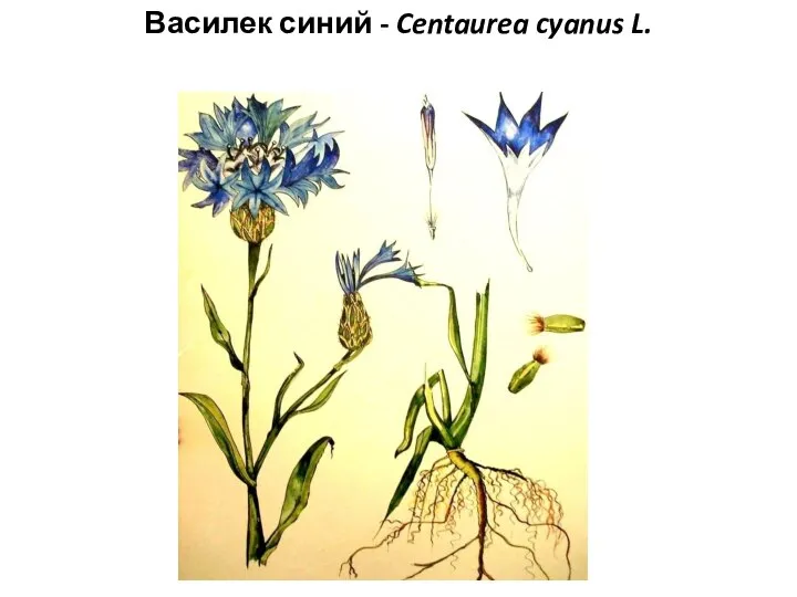 Василек синий - Centaurea cyanus L.