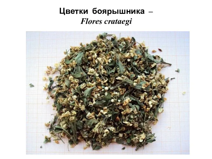 Цветки боярышника – Flores crataegi