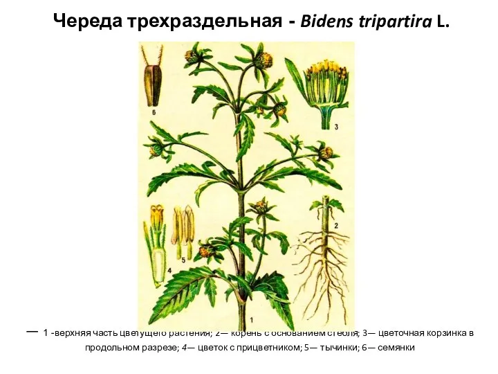 Череда трехраздельная - Bidens tripartira L. — 1 -верхняя часть цветущего