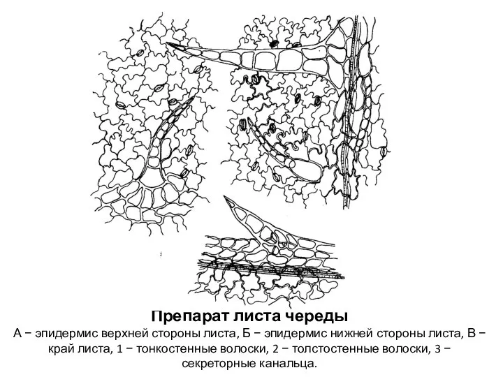 Препарат листа череды А − эпидермис верхней стороны листа, Б −