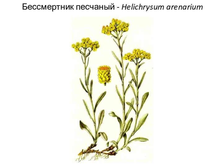 Бессмертник песчаный - Helichrysum arenarium