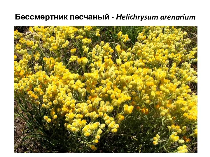 Бессмертник песчаный - Нelichrysum arenarium