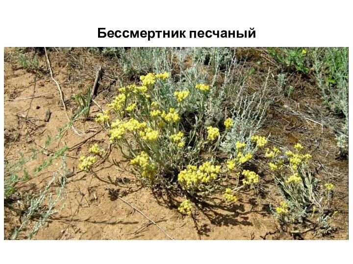 Бессмертник песчаный