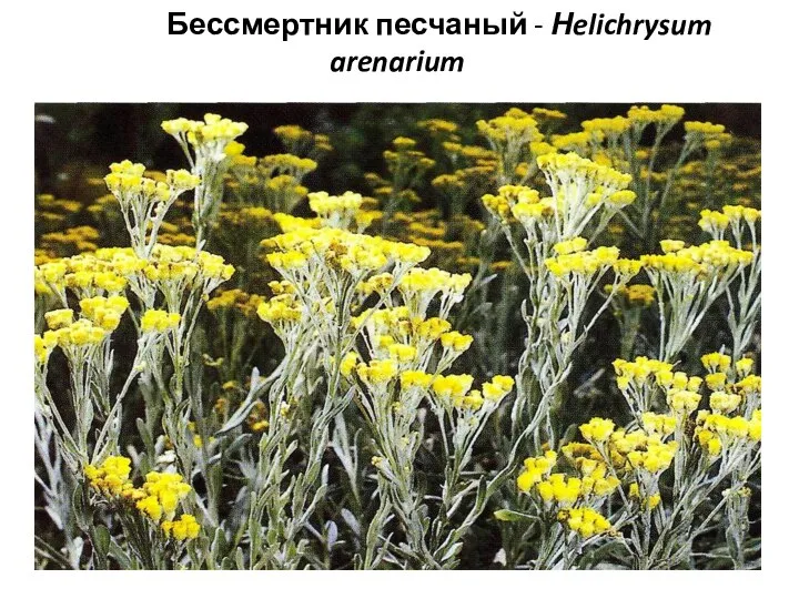 Бессмертник песчаный - Нelichrysum arenarium