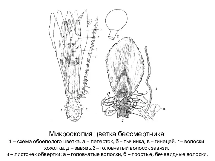 Микроскопия цветка бессмертника 1 – схема обоеполого цветка: а – лепесток,