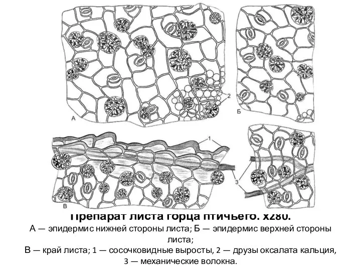 Препарат листа горца птичьего. х280. А — эпидермис нижней стороны листа;